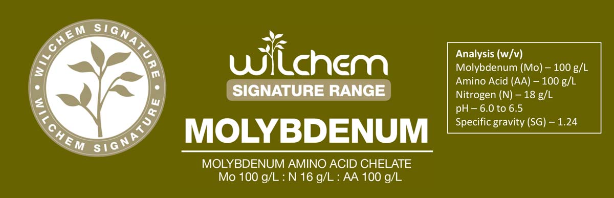Signature Molybdenum Banner