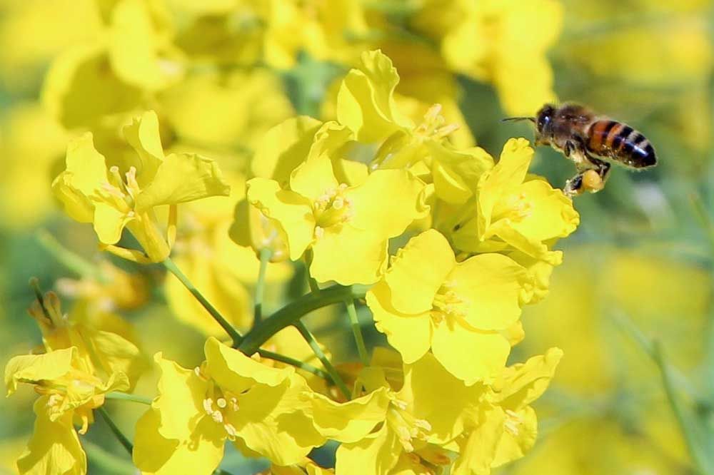 Bee pollinating a canola flower