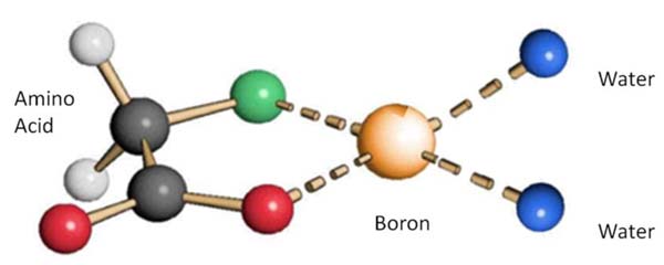 Signature Boron atomic structure